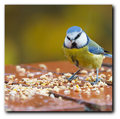 Shop Bird Food at The Bird Shed